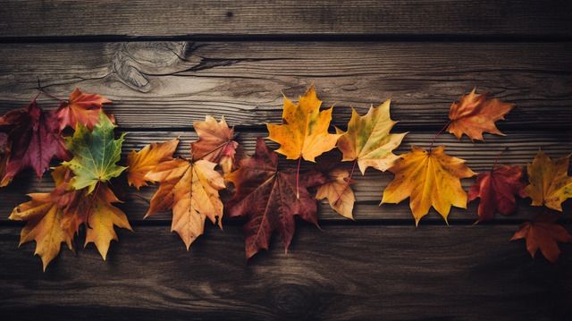 Les couleurs Tendance pour l'automne 2024/2025